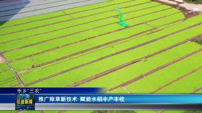 【乐乡“三农”】推广除草新技术  赋能水稻丰产丰收（20260511）