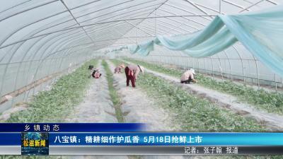 【乡镇动态】八宝镇：精耕细作护瓜香  5月18日抢鲜上市（20260511）