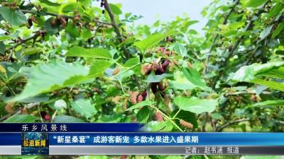 【乐乡风景线】“新星桑葚”成游客新宠  多款水果进入盛果期（20260513）