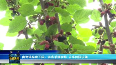 南海镇桑葚开园：游客采摘尝鲜  乐享田园乐趣（20260509）