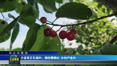 【乐乡风景线】沙道观豆花湖村：满枝樱桃红  乡村产业兴（20260512）