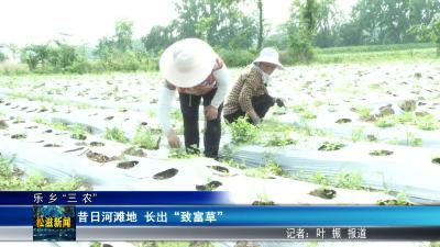 【乐乡“三农”】昔日河滩地  长出“致富草”（20260515）