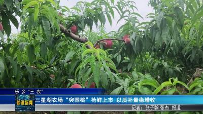 【乐乡“三农”】三星湖农场“突围桃”抢鲜上市  以质补量稳增收（20260604）