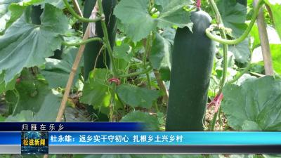 【归雁在乐乡】杜永雄：返乡实干守初心  扎根乡土兴乡村（20260630）
