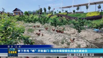 【乐乡“三农”】林下养鸡“啄”开致富门  街河市镇探索生态富民新路径（20260603）