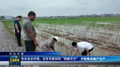 【农业农事】市农业农村局：农技专家田间“把脉开方”  护航粮食稳产丰产（20260626）