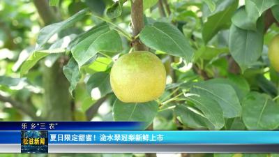 【乐乡“三农”】夏日限定甜蜜！洈水翠冠梨新鲜上市（20260710）