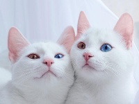 俄双生猫咪眼睛如宝石 充满贵族气质