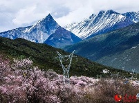 图说中国：西藏林芝的春天