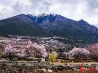 图说中国：西藏林芝的春天