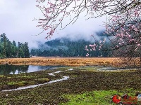 图说中国：西藏林芝的春天