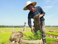 “江南粮仓”春耕忙