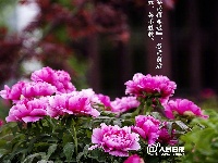 今日谷雨，你准备好迎接夏天了吗？