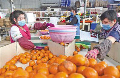 广西回应“泡药沃柑”事件：规范进行果品保鲜 对健康不构成影响 