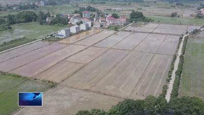在希望的田野上·三夏时节  |  大冶市金牛镇： 6万亩中稻完成播种