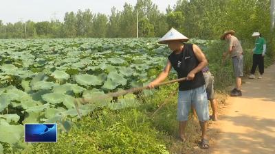 美好环境与幸福生活共同缔造  |  开发区•铁山区子向村：产业让村集体经济“壮”起来