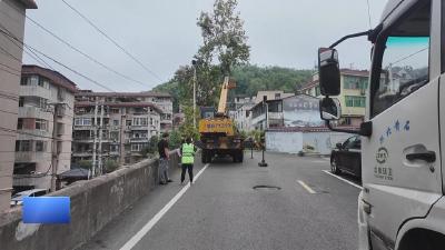 【新闻直通车】楠竹林有棵大树歪了！ 城管截冠除险