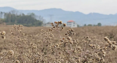 小小野菊花 种出大产业