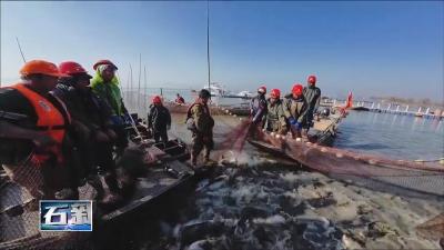 鱼跃大冶湖  |  银鳞鱼跃满湖鲜