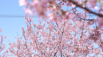 湖北黄石：春日樱韵 浪漫花海