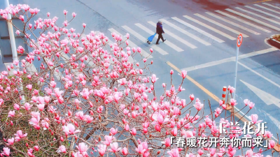 玉兰花满枝！黄石颐阳路的暖春盛景