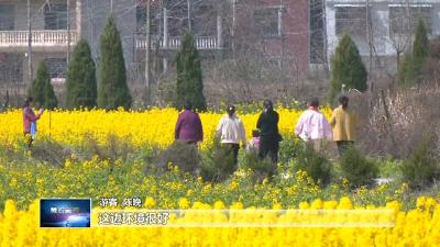 在希望的田野上  |  浮屠镇：“六统一”来助力 昔日“冬闲田” 变“金土地”