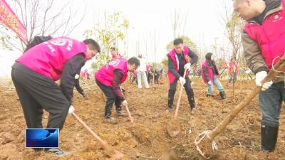 共赴春光 绿满黄石  |  开发区·铁山区：种下一片绿 共享满城春