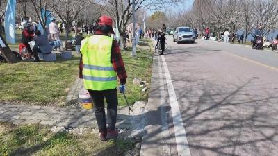 【新闻直通车】花现美好 只“樱”有你  |  团城山公园管理方：精细保洁护游园