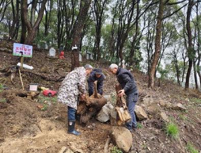 张家湾社区：及时清理枯树   消除安全隐患