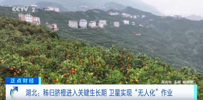 [正点财经]湖北：秭归脐橙进入关键生长期 卫星实现“无人化”作业