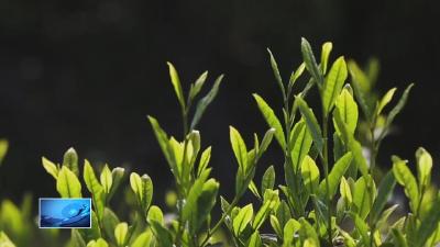 上春山 采春茶 黄石茶香飘全国（三）|  一缕香飘四海