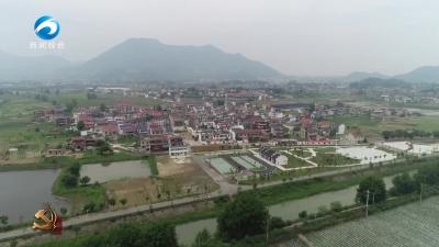 学思践悟  |  方至畈村：小蔬菜种出乡村振兴大产业