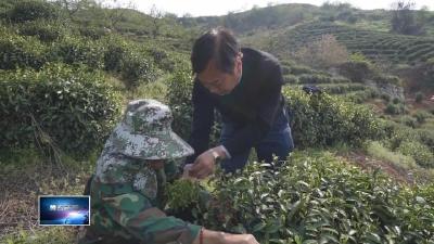 在希望的田野上  |  金海茶叶斩获武汉茶博会双料“特别金奖”