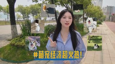 【新闻直通车】五一变形记  |  宠物美容助理