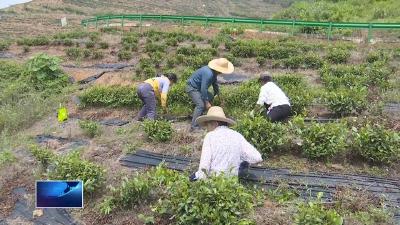 上春山 采春茶 黄石茶香飘全国（一）|  一片叶富万家