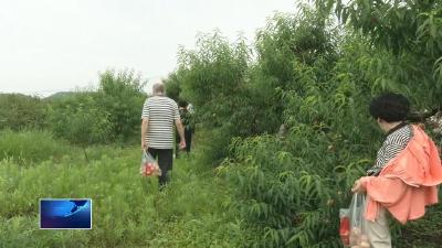 在希望的田野上•三夏时节  |  瓜果飘香产业旺 乡村振兴“甜味浓”