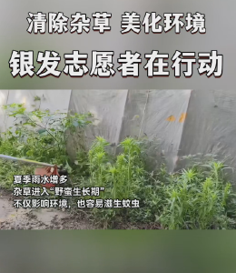 美化环境   银发志愿者在行动