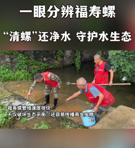“清螺”还净水  守护水生态