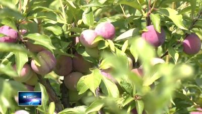 在希望的田野上•三夏时节 | 金山店镇向阳村：千亩香李喜迎“甜蜜”丰收