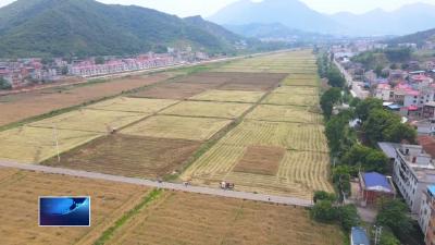 在希望的田野上•三夏时节  |  争分夺秒忙农事 夏粮夏油“丰”景美