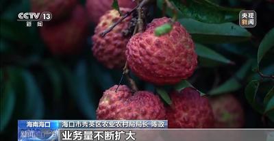 火山荔枝成熟上市 “甜蜜季”开启