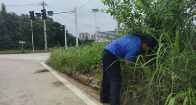 清理道路杂生植被 消除交通安全隐患