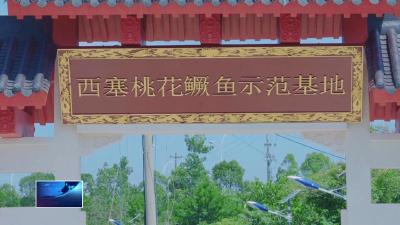 奋进第一方阵+建功支点建设·“项”前冲  |  西塞桃花鳜鱼养殖示范基地建成投产