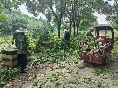 张家湾社区:清理倒伏树木 消除安全隐患