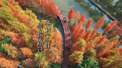 湖北黄石：冬杉正红  等你路过