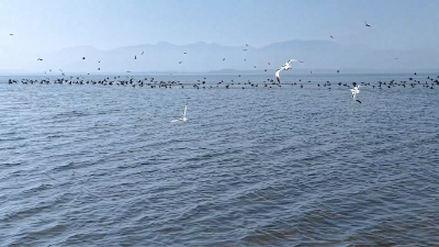 湖北黄石大冶湖：百鸟翔集  翩跹共舞