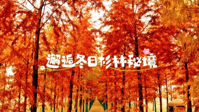 湖北黄石：邂逅冬日杉林秘境