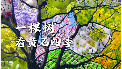 一棵树看黄石四季