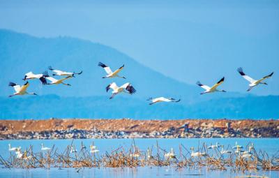 水下造森林，岸上织绿网！10年投入7亿唤醒网湖生态新生
