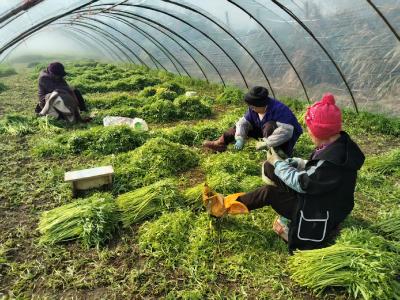 新春走基层｜一棵湖蒿的“春日快闪”：从田间到舌尖，绿色接力“抢鲜”全国